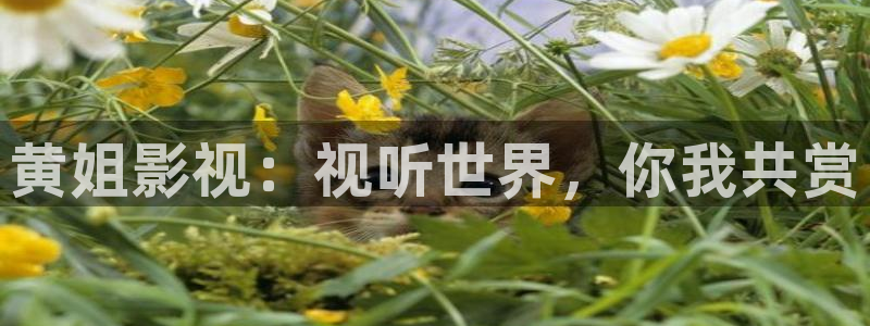 yy4080首播影院：黄姐影视：视听世界，你我共赏